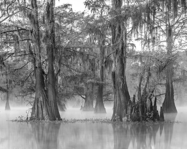 Morning mist in the Louisiana Swamps | Photo Art Print fine art photographic print