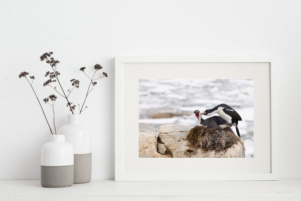 Nesting pair of Antarctic Shags on the rocks edge | Photo Art Print fine art photographic print