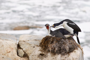 Nesting pair of Antarctic Shags on the rocks edge | Photo Art Print fine art photographic print