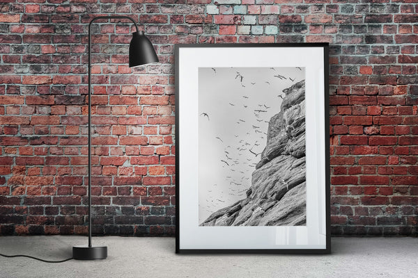 Northern Gannet Colonies flying Bonaventure Island | Photo Art Print fine art photographic print