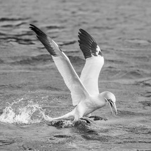 Basstölpel landen im Ozean | Foto Kunstdruck Fine Art Fotodruck