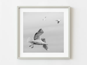Northern Gannet in flight | Photo Art Print fine art photographic print
