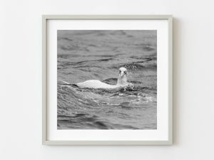Northern Gannet in the ocean | Photo Art Print fine art photographic print