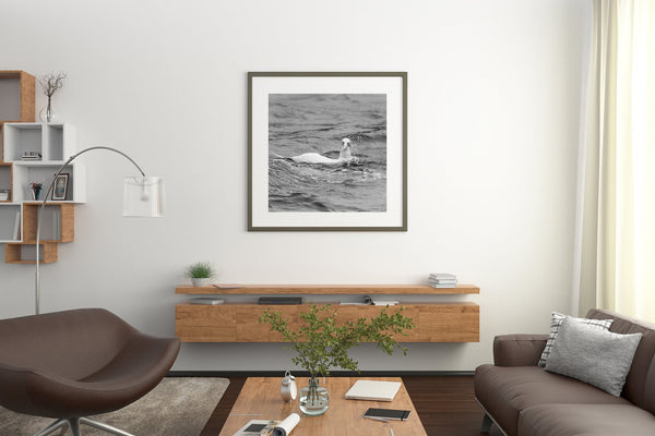Northern Gannet in the ocean | Photo Art Print fine art photographic print