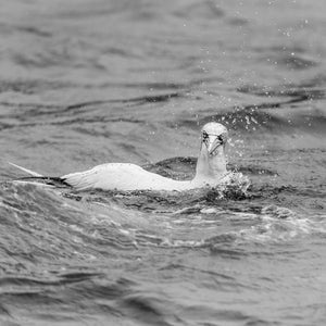 Northern Gannet in the ocean | Photo Art Print fine art photographic print