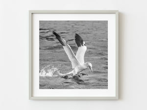 Northern Gannet landing in ocean | Photo Art Print fine art photographic print