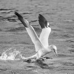 Northern Gannet landing in ocean | Photo Art Print fine art photographic print