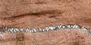 Northern Gannet on cliff Bonaventure Island | Photo Art Print fine art photographic print