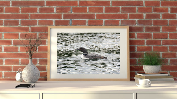 Northern Loon bird with a minnow | Photo Art Print fine art photographic print