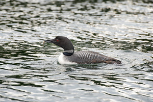 Northern Loon bird with a minnow | Photo Art Print fine art photographic print