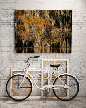 Old Cypress Tree with Spanish Moss and colorful foliage | Photo Art Print fine art photographic print