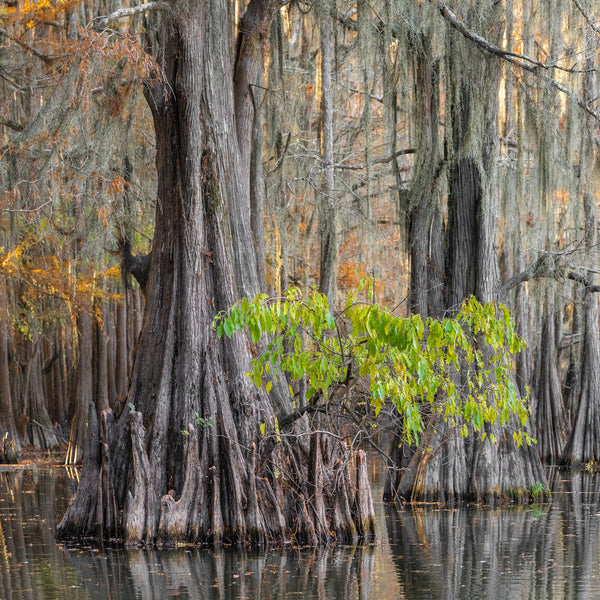 Old Cypress Trees in the fall in Texas | Photo Art Print fine art photographic print