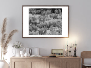 Olive Tree Orchard Tuscany | Photo Art Print fine art photographic print