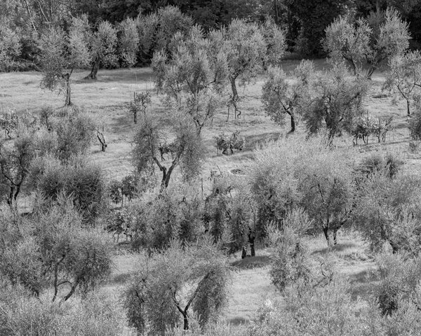 Olive Tree Orchard Tuscany | Photo Art Print fine art photographic print