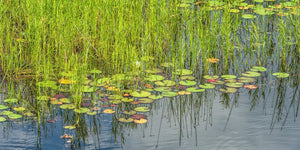 Ontario wetland with lily pads among bright green grasses