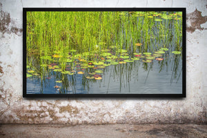 Floating lily pads and slender grass reflections on an Ontario pond