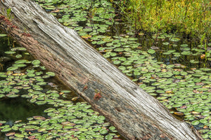 Seerosenblätter und Baumstamm bedecken Wasser in einem Teich in Ontario | Foto Kunstdruck Fine Art Fotodruck