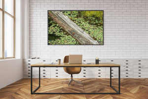 Seerosenblätter und Baumstamm bedecken Wasser in einem Teich in Ontario | Foto Kunstdruck Fine Art Fotodruck