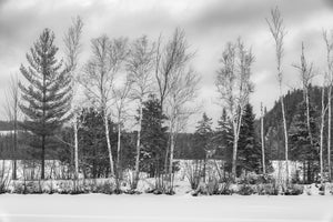 Fila sugli alberi Ontario rurale | Foto Stampa d’arte Fine Art stampa fotografica