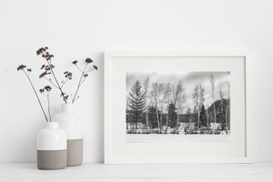 Fila sugli alberi Ontario rurale | Foto Stampa d’arte Fine Art stampa fotografica