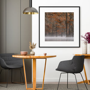 Orange leaves on Cypress Trees in fog | Photo Art Print fine art photographic print