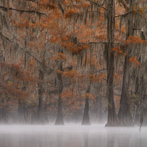 Orange leaves on Cypress Trees in fog | Photo Art Print fine art photographic print