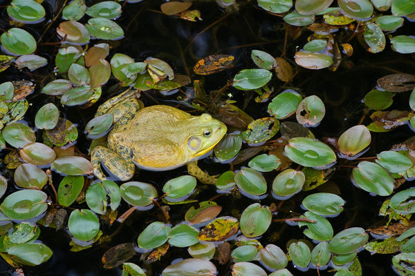 Overhead view of bullfrog in a large patch of lily pads | Photo Art Print fine art photographic print