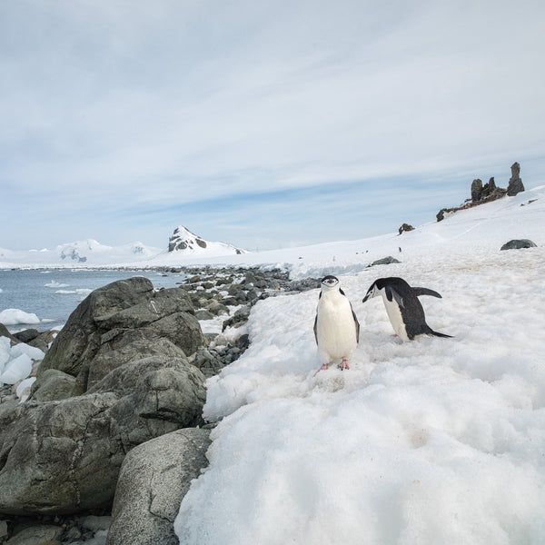 Pair of Chinstrap penguins standing near the rocks by the Southern Ocean | Photo Art Print fine art photographic print