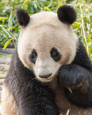 Panda bear at zoo in Chengdu China | Photo Art Print fine art photographic print