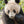Load image into Gallery viewer, Panda bear at zoo in Chengdu China | Photo Art Print fine art photographic print
