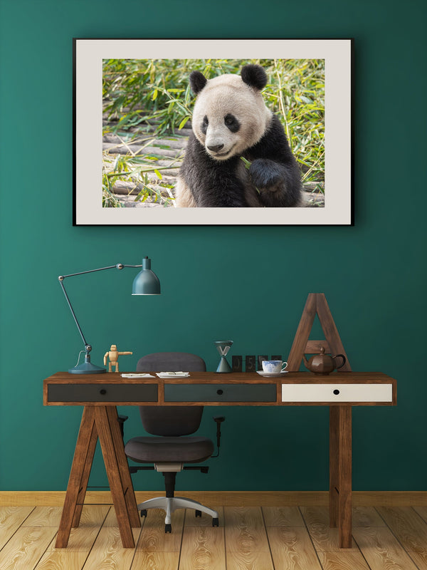 Panda bear eating bamboo at zoo in Chengdu China | Photo Art Print fine art photographic print