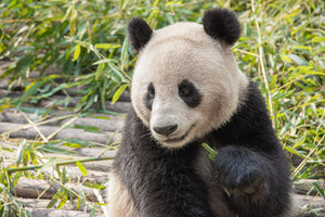 Panda bear eating bamboo at zoo in Chengdu China | Photo Art Print fine art photographic print