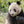 Load image into Gallery viewer, Panda bear eating bamboo at zoo in Chengdu China | Photo Art Print fine art photographic print
