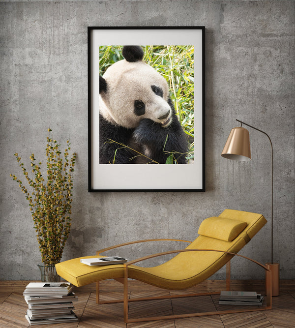 Panda bear headshot Chengdu China | Photo Art Print fine art photographic print