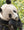 Panda bear headshot Chengdu China | Photo Art Print fine art photographic print