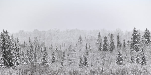 Panorama Canadian forest after early snowfall | Photo Art Print fine art photographic print