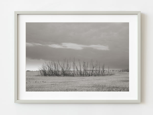 Patch of dead trees in the prairies | Photo Art Print fine art photographic print