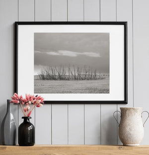 Patch of dead trees in the prairies | Photo Art Print fine art photographic print