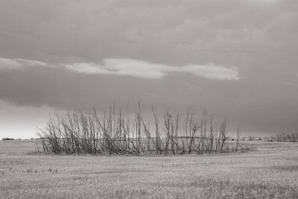 Patch of dead trees in the prairies | Photo Art Print fine art photographic print