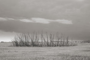 Patch of dead trees in the prairies | Photo Art Print fine art photographic print