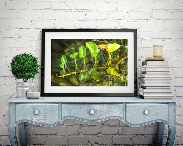 Peace Lily Water Plantain Plants Algonquin Park | Photo Art Print fine art photographic print