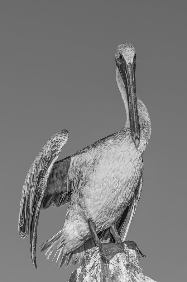 Pelican Wing Spread Florida Keys | Photo Art Print fine art photographic print