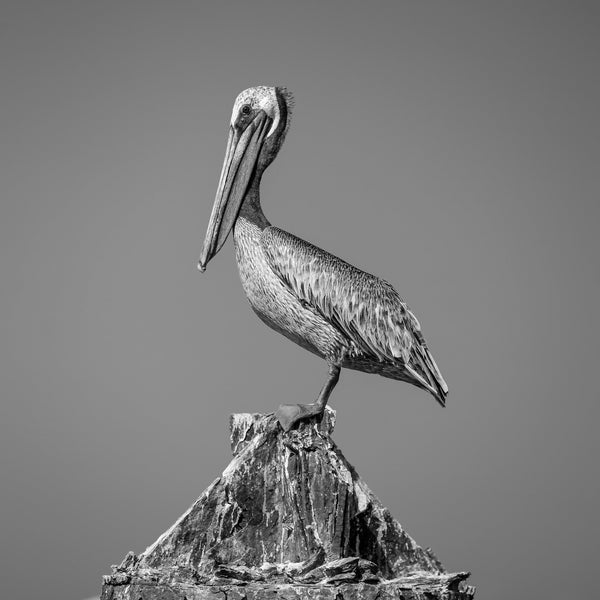 Pelican standing on rusting post Key West Florida | Photo Art Print fine art photographic print