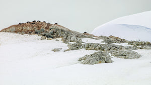 Penguins nesting on the Antarctic rocky landscape | Photo Art Print fine art photographic print