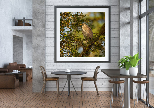 Perched Heron bird enjoying the sunset in British Columbia | Photo Art Print fine art photographic print