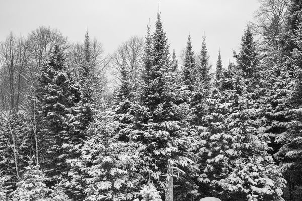 Pine trees covered in snow Haliburton | Photo Art Print fine art photographic print