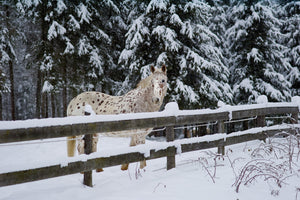 Pretty white horse in the snow | Photo Art Print fine art photographic print