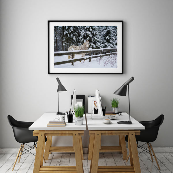 Pretty white horse in the snow | Photo Art Print fine art photographic print