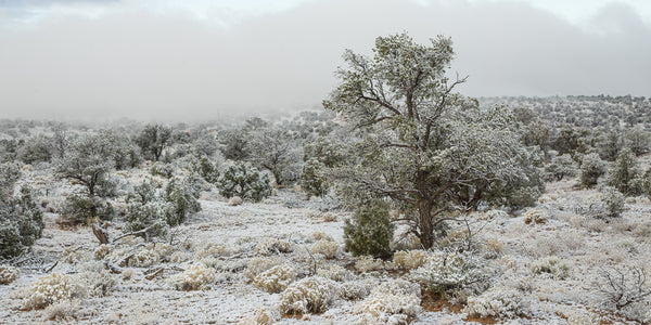 Rare snowy day over Arizona wilderness | Photo Art Print fine art photographic print