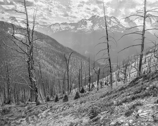 Rocky Mountain Forest | Photo Art Print fine art photographic print